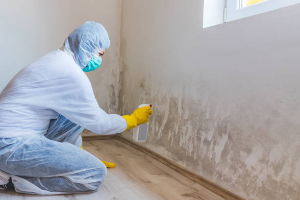 Licensed Mold Remediation service in Barrington, IL - 24 Hour Mold Removal